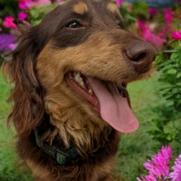 Dutch - Dachshund