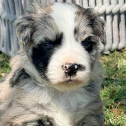 Riot - Blue merle female Australian Shepherd puppy in Mineral Wells, Texas from A6 Australian Shepards