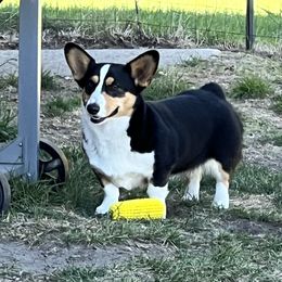 Gypsy - Pembroke Welsh Corgi