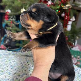 Hugo - Black and mahogany male Rottweiler puppy in Grass Valley, California from Rottweiler vom Hause Wolf