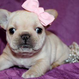 French Bulldogs from North Coast Frenchies