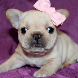 French Bulldogs from North Coast Frenchies