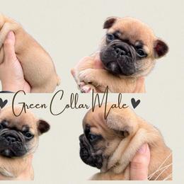 French Bulldog Puppies from Royal Connection French Bulldogs