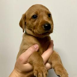 Teal - Yellow female Labrador Retriever puppy in Newaygo, Michigan from Royal Oak Gundogs