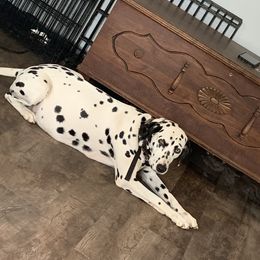 Daisy - Dalmatian