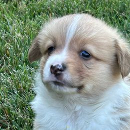 Pembroke Welsh Corgis from Jennifer Jimerson