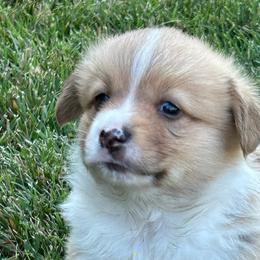 Pembroke Welsh Corgis from Jennifer Jimerson
