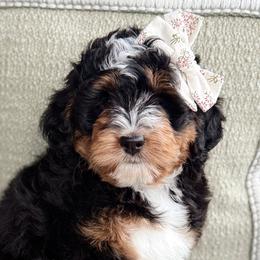 Bernedoodles from The Puppy Nest