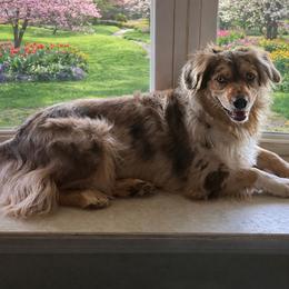 Indi - Australian Shepherd