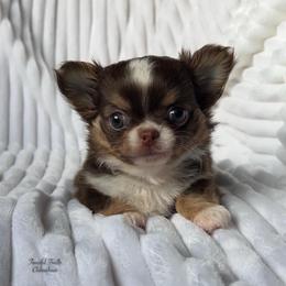Checkers - Chocolate and tan male Chihuahua puppy in Michigan from Fanciful Thrills Kennel