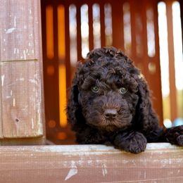 Purple - Chocolate female Australian Labradoodle puppy in Williamstown, New York from Lewis Manor Labradoodles