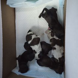 Solid Male 2 - Red male Shih Tzu puppy in Riverside, California from Raincross Shih Tzu