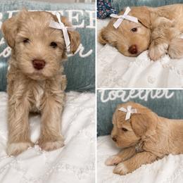 Miniature Schnauzer Puppies from Hardcastle Family Schnauzer’s