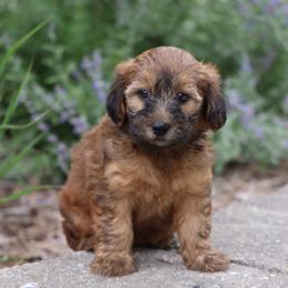 Pearl - Wheaten female Whoodle puppy in West Bend, Iowa from Blue Skies Terriers