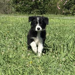Outland Marsali - Black and white female Border Collie puppy in Ranger, Georgia from Outland Border Collies