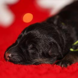 Lime Ribbon - Black and red female German Shepherd puppy in Howard City, Michigan from Sherman's Shepherds