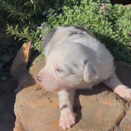 Sprout - Miniature Australian Shepherd puppy from Elmo’s Toy and Miniature Australian Shepherds
