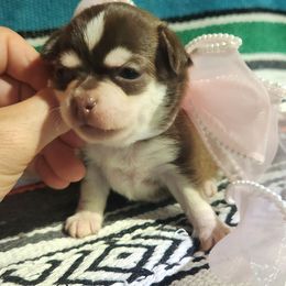 CoCo Lupe' - Chocolate sabled fawn female Chihuahua puppy in Gerald, Missouri from OutLaw Chihuahua's