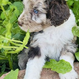 Hazel - Chocolate merle female Bernedoodle puppy in Saint Francis, Kansas from Land of Oz Doodles