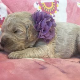 Goldendoodle, Schnoodle, and Sheepadoodle Puppies from Dood Ranch
