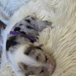 Purple Female - Blue female Pembroke Welsh Corgi puppy in Wayne City, Illinois from Lash Livestock & Corgis