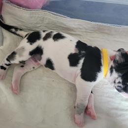 Brown collar boy - Harlequin male Great Dane puppy in Gansevoort, New York from Fancy Danes