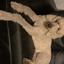SANDY - Poodle