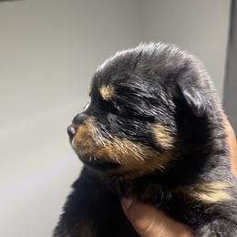 Rottweiler Puppies from Coronado Rottweilers