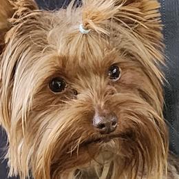 Milli - Yorkshire Terrier
