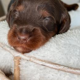 Lexi - Chocolate female Cavapoo puppy in Yuciapa, California from AlltheDoodlez_