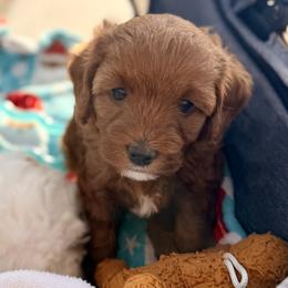 Cavapoo Puppies from Patriot Pups Cavapoos