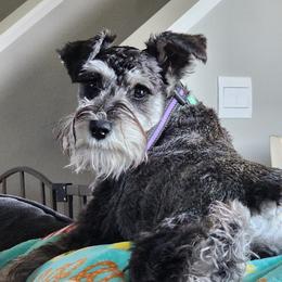 Ruby - Miniature Schnauzer