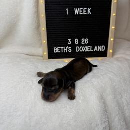 Letty - Sable female Dachshund puppy in Dickinson, Texas from Beth’s Doxieland