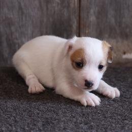 Alvin - Tan and white male Jack Russell Terrier puppy in West Bend, Iowa from Blue Skies Terriers