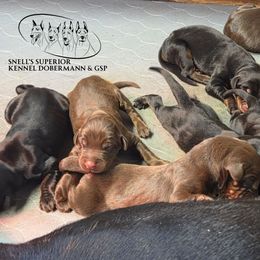Boy 1 - Red and rust male Doberman Pinscher puppy in China Township, Michigan from Snell's Superior Kennel Dobermann & GSP