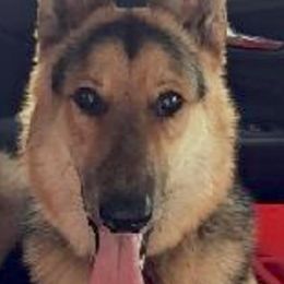 German Shepherds from Capers All-Star K9s