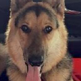 German Shepherds from Capers All-Star K9s