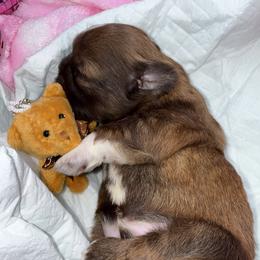 Boy 1 - Chocolate and tan male Shih Tzu puppy in Albany, New York from Precious Peekapoo’s and Luxurious Shih Tzu’s