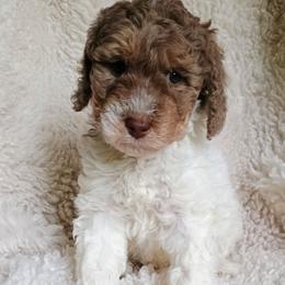 Hope - Brown and white female Bernedoodle puppy in Marion County, Ohio from Hatten Homestead Kennels