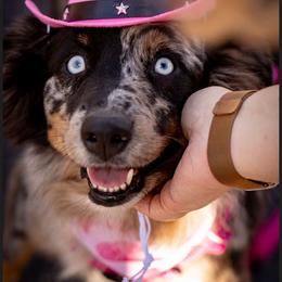 Left - Australian Shepherd