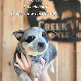 Boy 1 - Blue male Australian Cattle Dog puppy in Monroe, North Carolina from Creek View Cattle Dogs