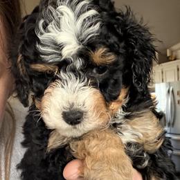 Bernedoodle Puppies from Big Sky Bernedoodles