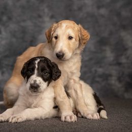 Borzoi Puppies from Luxor Borzoi