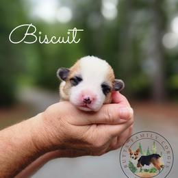Biscuit - Red male Pembroke Welsh Corgi puppy in Cameron, North Carolina from Butts Family Corgis