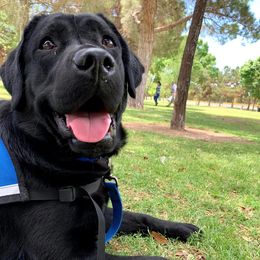 Labrador Retrievers from Diane Villa