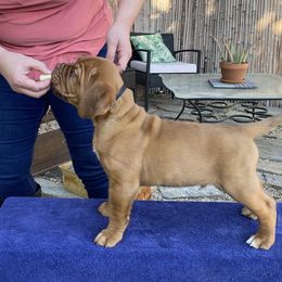 Dogue de Bordeaux Puppies from Toni  Young