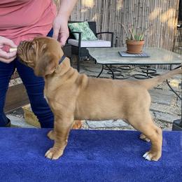 Dogue de Bordeaux Puppies from Toni  Young