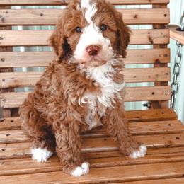Faith - Red male Bernedoodle puppy in Jackson, Missouri from Pincksten Family Doodles