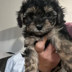 Goldendoodle and Shorkie Puppies from Doodles and More