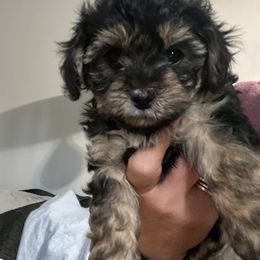 Goldendoodle and Shorkie Puppies from Doodles and More